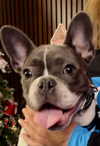 Customer's happy grey French Bulldog with its tongue out, being held by a person.