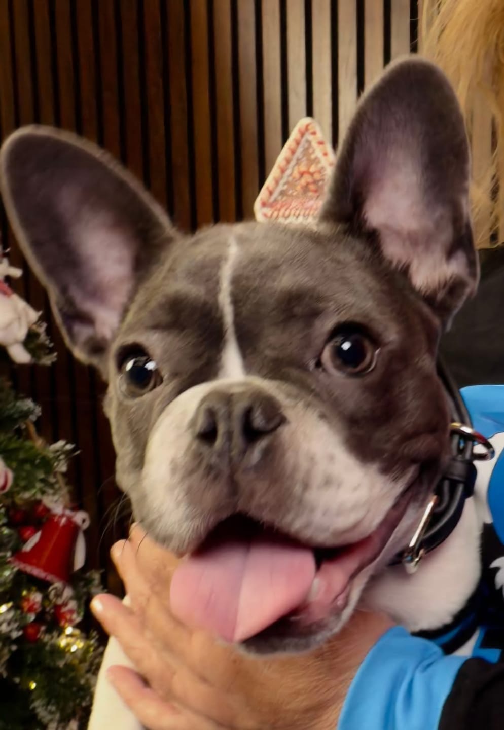 Customer photo review of 6 Inch Thick Bully Stick