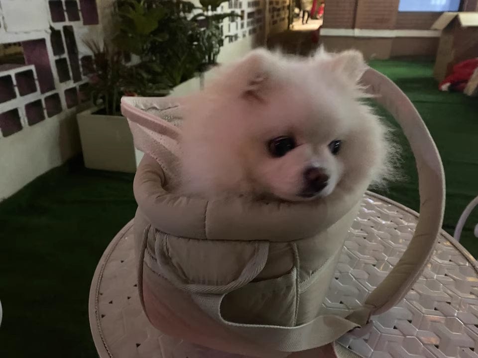 Customer photo review of SoftNest Lightweight Sling Carrier – Single or Set with Clip-On Waste Bag Holder