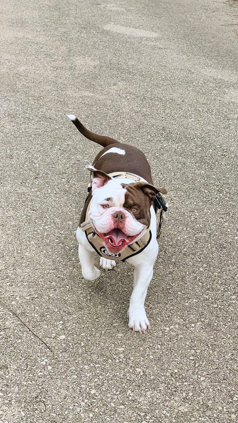 Customer photo review of Comfort Premium Harness | Non Restrictive - Tan
