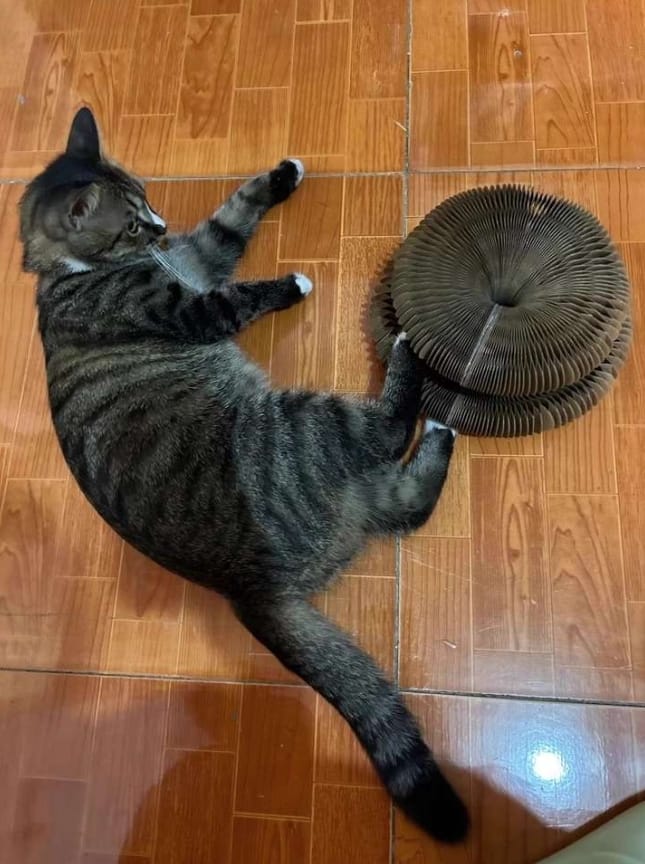 Customer photo review of Pawflex™ Paw Relief