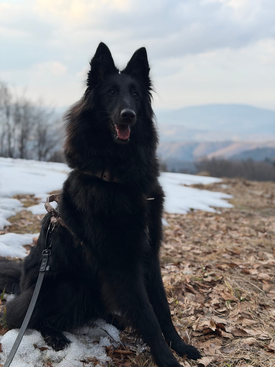 Customer photo review of Szelki z szybką klamrą - Easy Walk Extreme Camo Beige