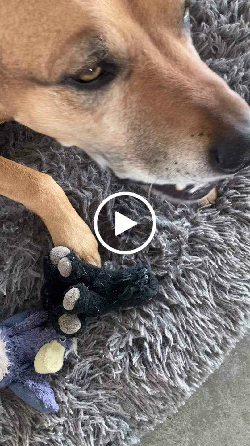 Customer video review of 6 Inch Thick Bully Stick