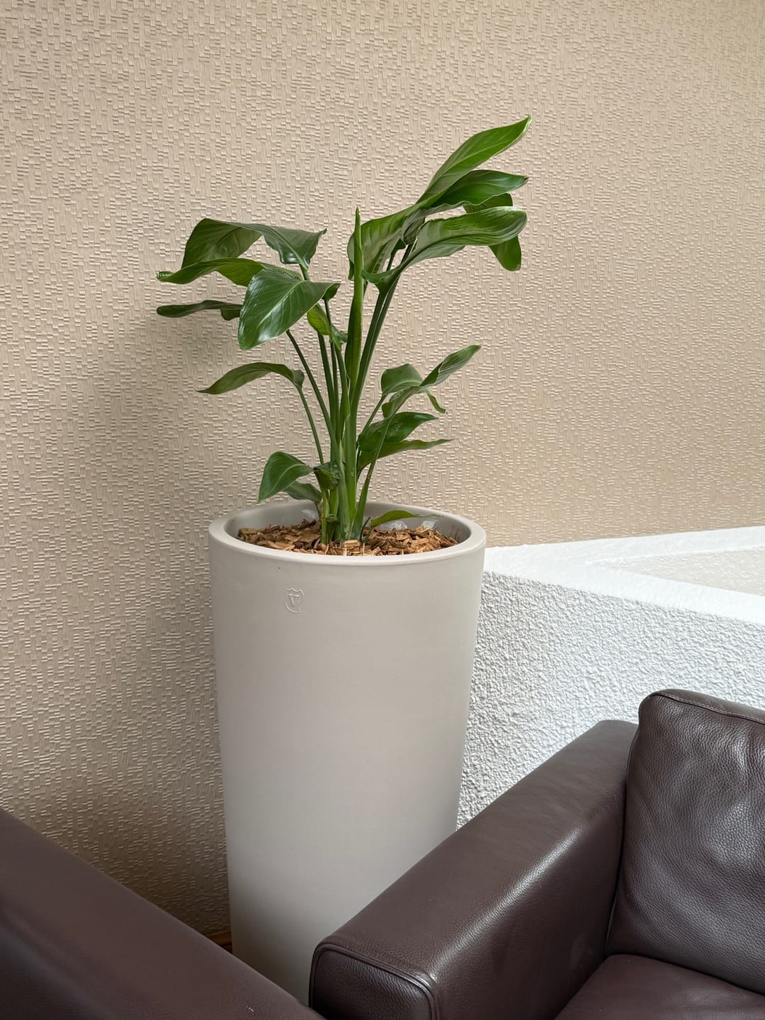 Customer photo review of Pot - Genesis Rond