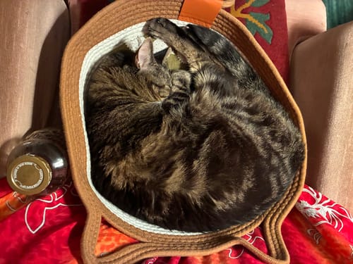 Customer photo review of Instinct Basket | Meet the first research-backed natural territory for indoor cats