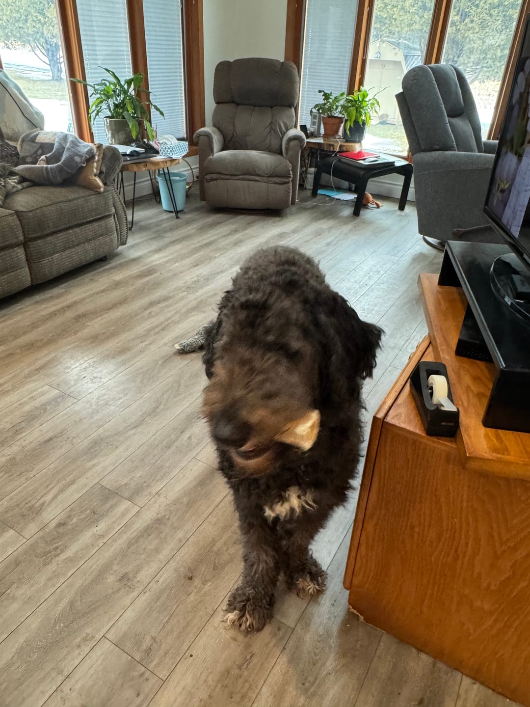 Customer photo review of 6 Inch Beef Trachea