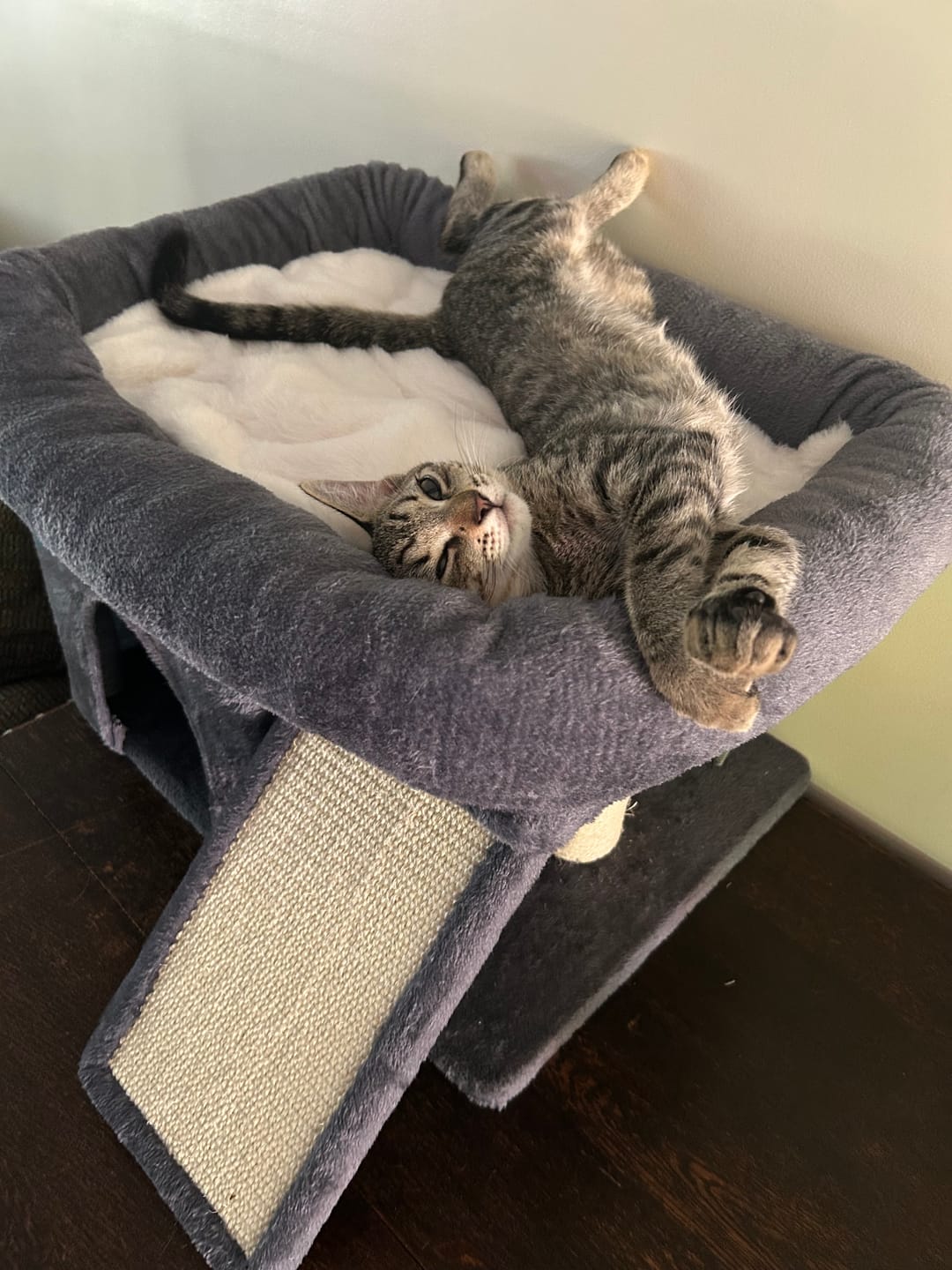 Customer photo review of Cat Tree Tower Big Perch Bed Large Condo House Scratcher Removable Soft Mat