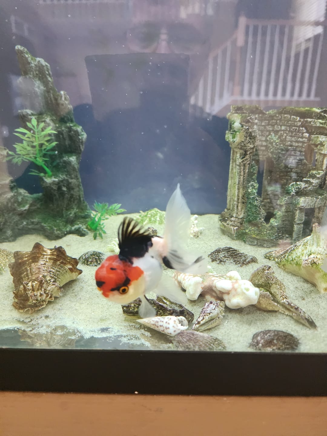 Customer photo review of Live Fancy Goldfish Premium Thai Oranda Tri-Color (Our Choice)