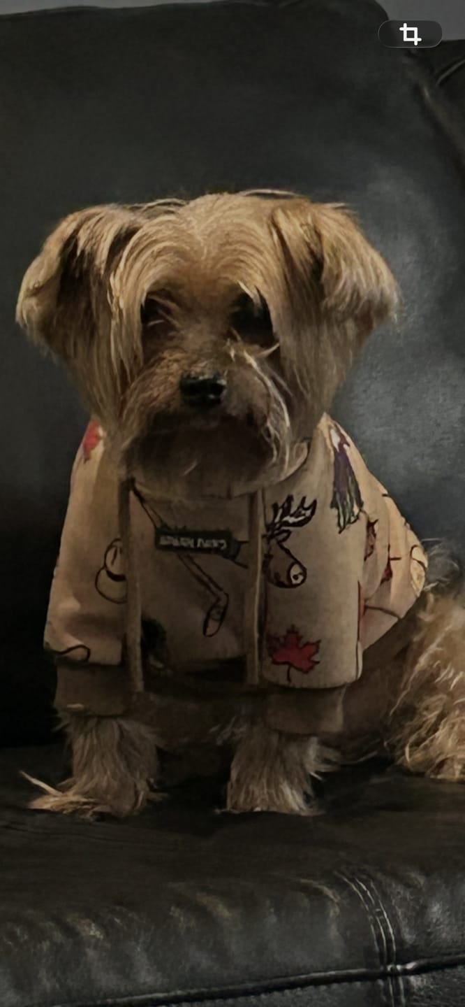Customer photo review of Around the World Dog Hoodies