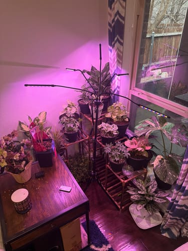 Customer's collection of various houseplants arranged on tiered stands under a purple grow light.