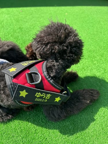 Customer photo review of FunFunPet 高機能ハーネス（お名前タグ作成サービス付き）