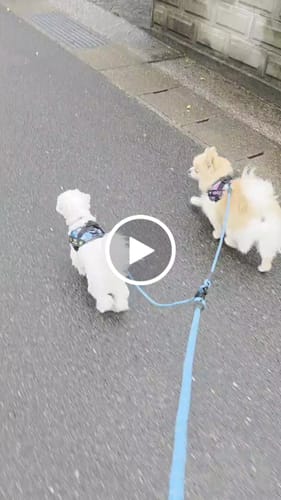 Customer video review of FunFunPet 高機能ハーネス（お名前タグ作成サービス付き）