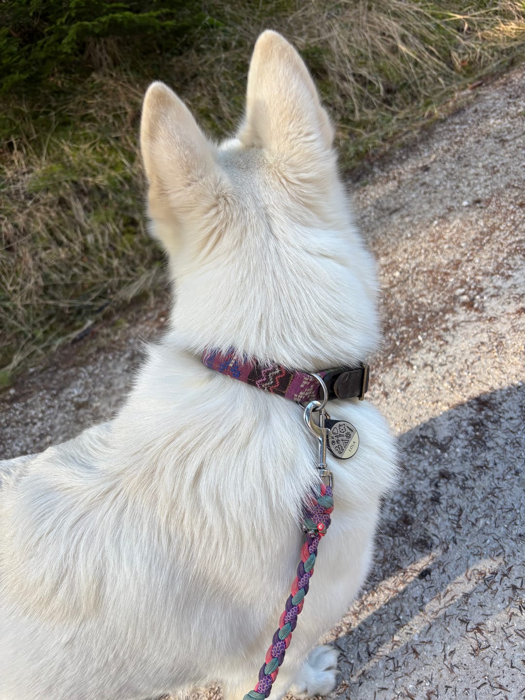 Customer photo review of Wild Love - Silent Dog ID Tag