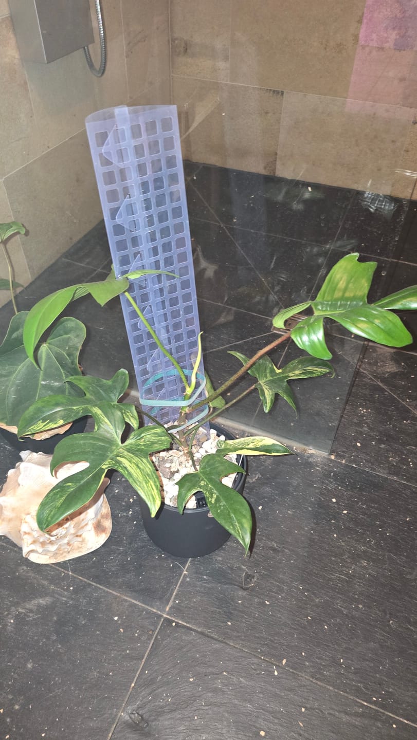 Customer photo review of PHILODENDRON FLORIDA BEAUTY