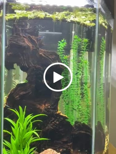Customer video review of Blue Dream Shrimp