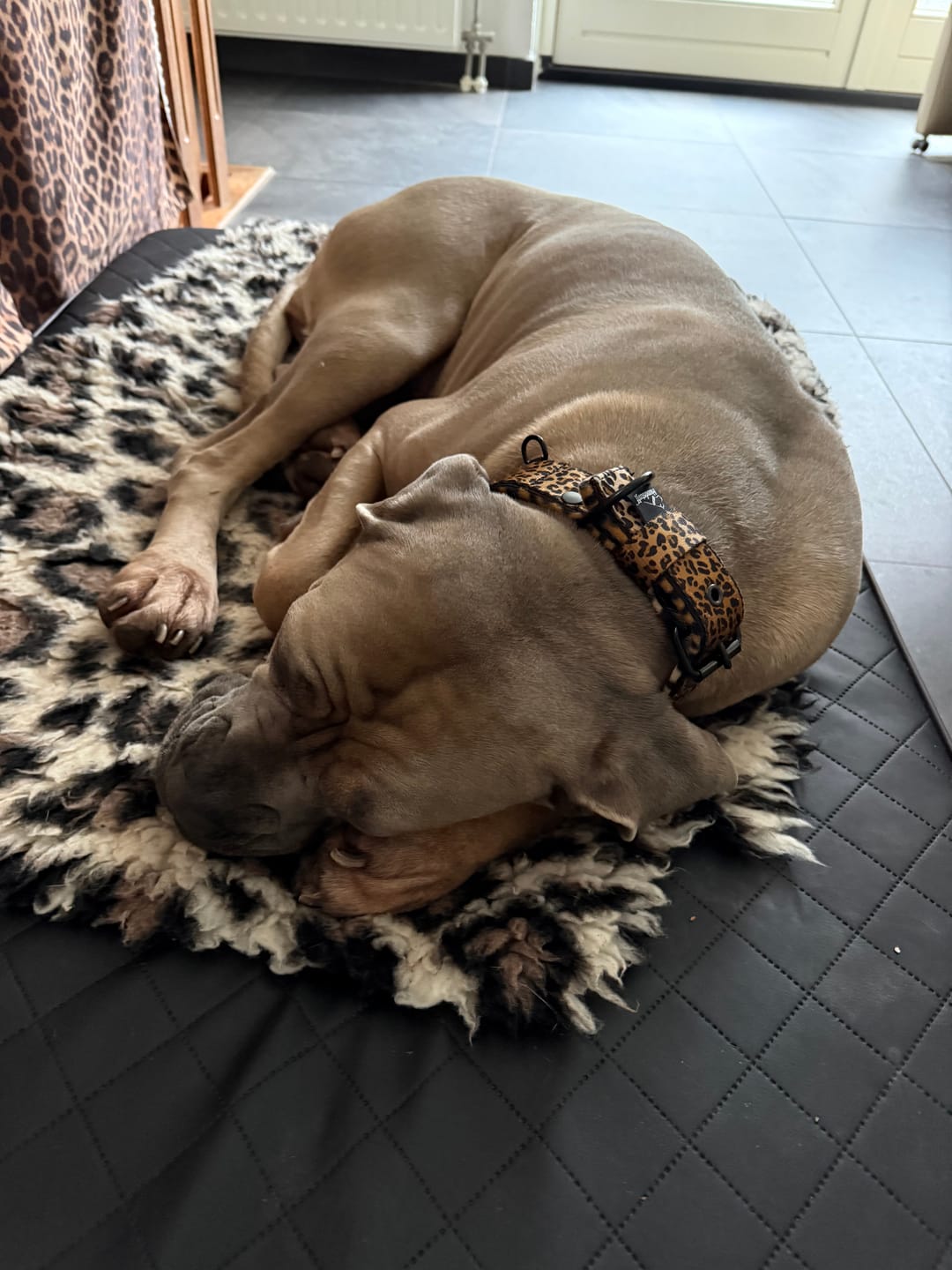 Customer photo review of Active Komfort Leopard - Brett slitstarkt hundhalsband med spänne