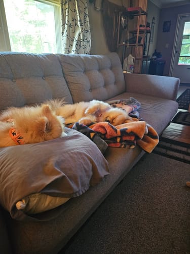 Customer photo review of Iron Paws Premium Dog Supplement