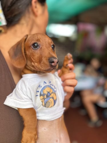 Customer photo review of BRAVERY CHICKEN MINI PUPPY|Perro Mini Cachorro Pollo 2kg