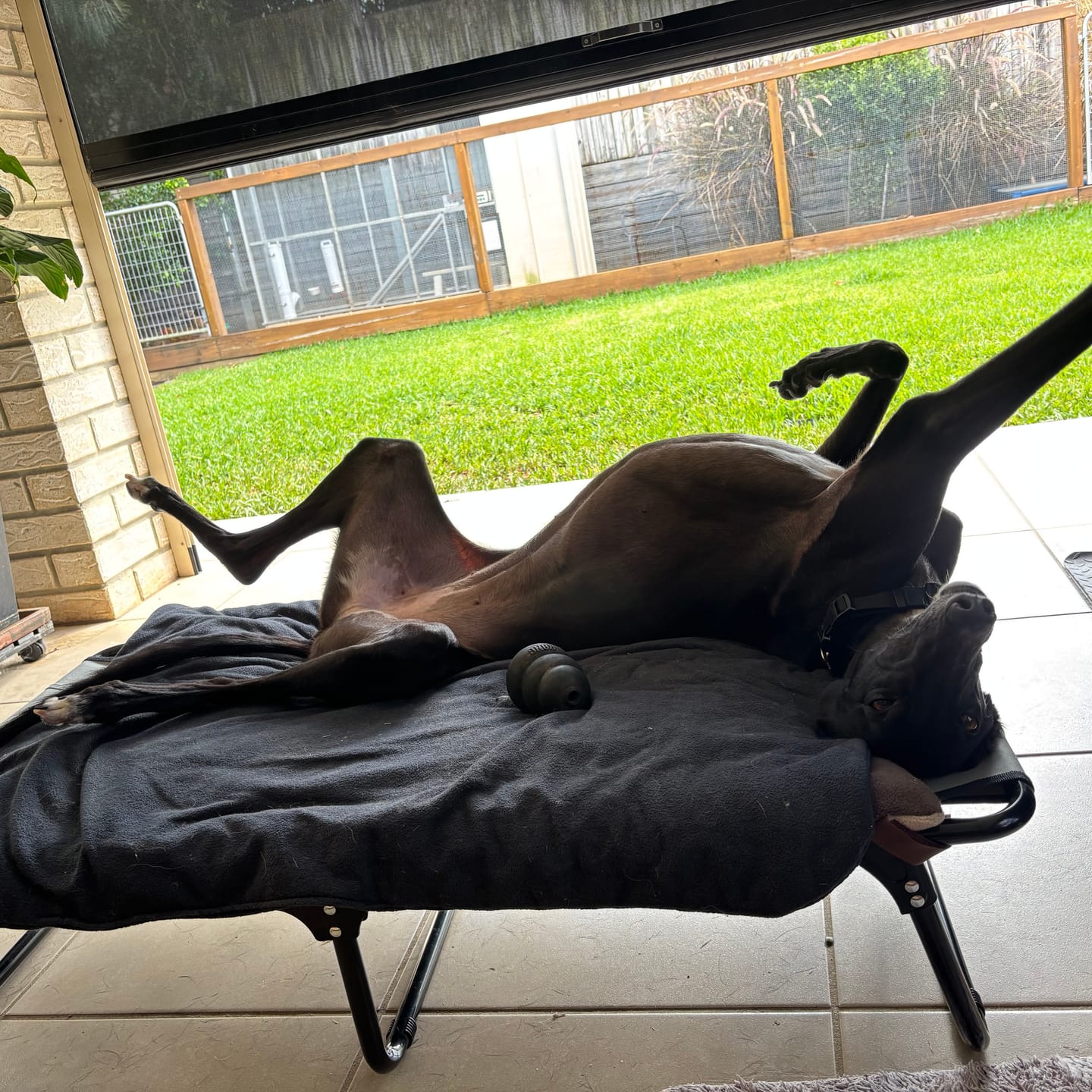 Customer photo review of Raised Dog Bed – Foldable Elevated Trampoline
