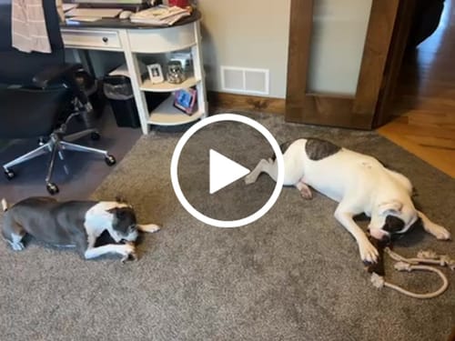 Customer video review of Smoked Beef Marrow Bone