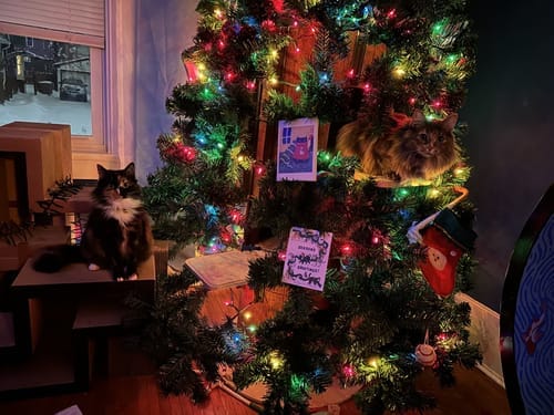 Customer photo review of Cat Christmas Tree - Sep 2026