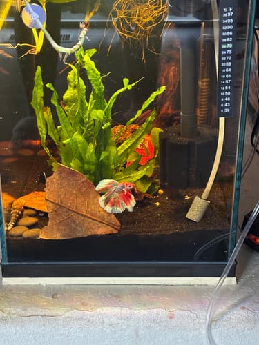 Customer photo review of Multicolor Halfmoon Male Betta Fish | Order Directly From Farm | You Pick Fish