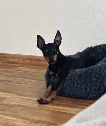 Customer photo review of Puppery Hundebett Wolke 7 - Das Original