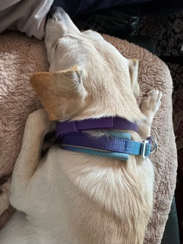 Customer's calm dog sleeping on a bed while wearing the purple PawLax Collar.