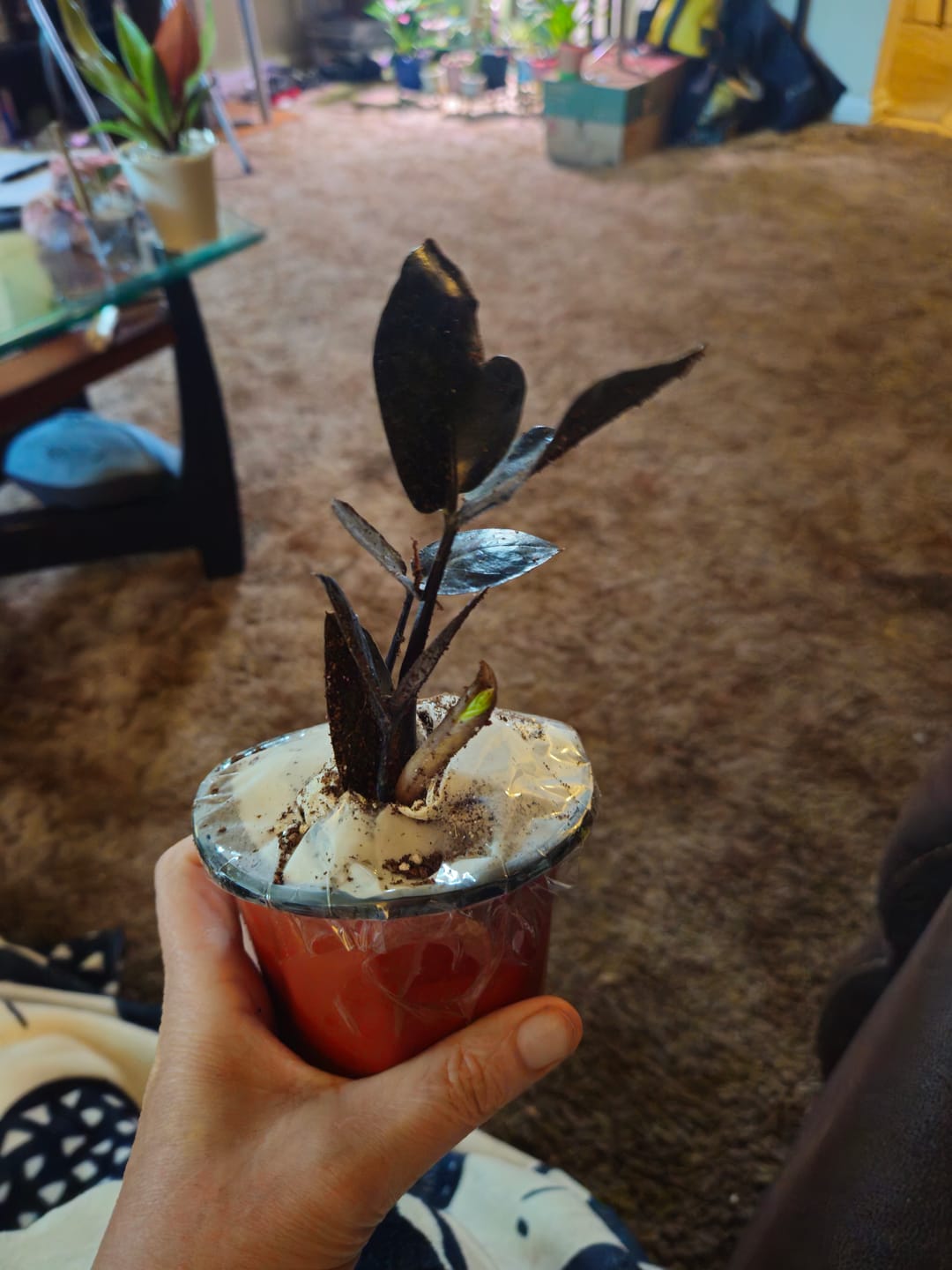 Customer photo review of Raven ZZ plant | Indoor Live Zamioculcas Zamiifolia Raven Plant | Rare Indoor Plant | Zansibar gem | Black ZZ Plant