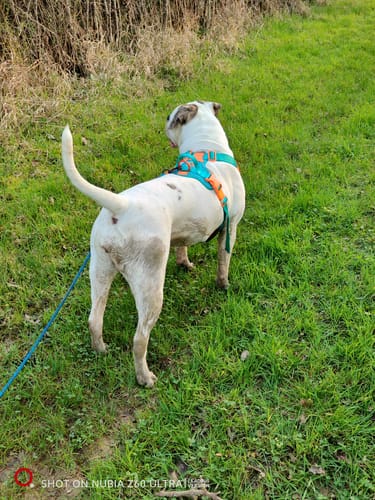 Customer photo review of Anti Pull Hurricane Harness Lighter | With Handle - Turquoise X Orange