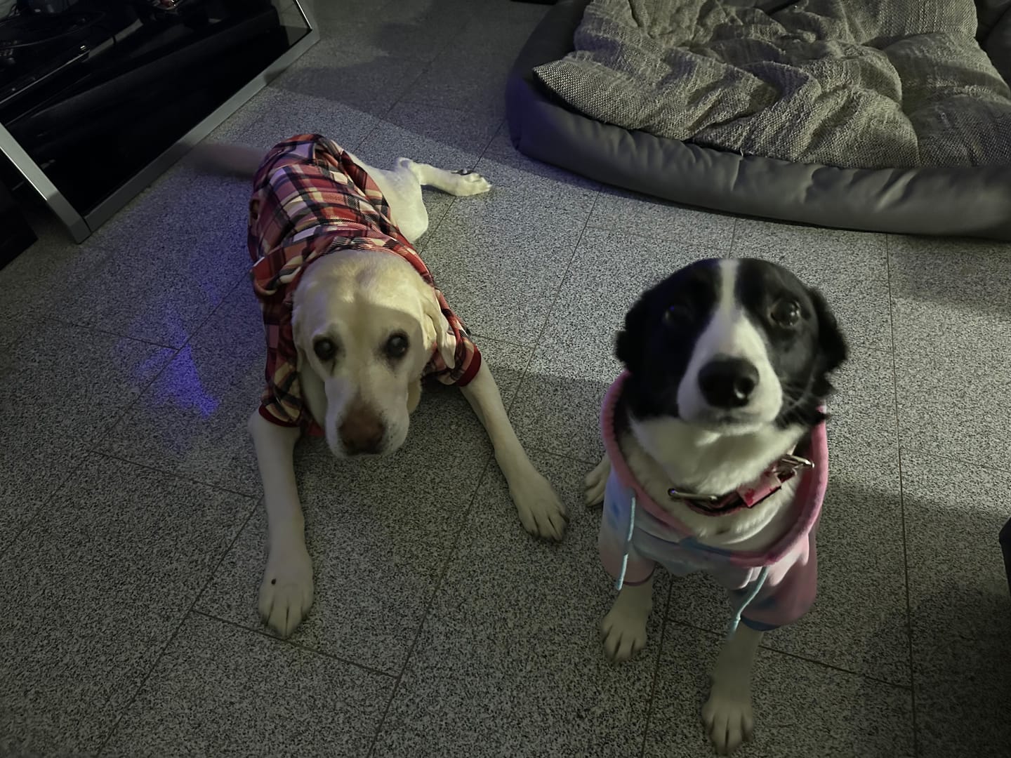 Customer photo review of Red Plaid Dog Hoodie