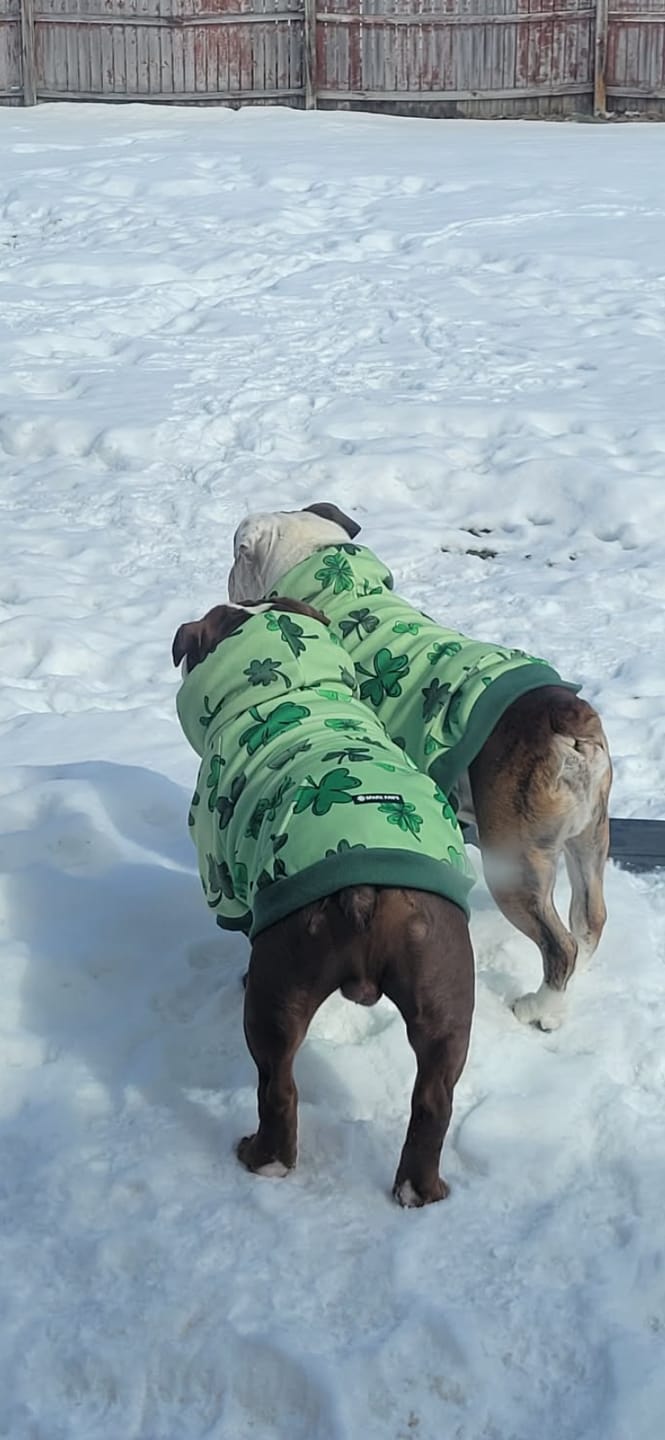 Customer photo review of St. Paddy's Dog Hoodies (Limited Edition)