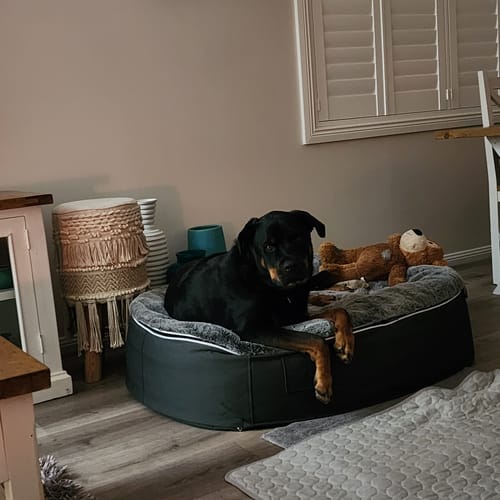 Customer photo review of Large Rebound Foam Mattress Dog Bed - Interior/Outdoor