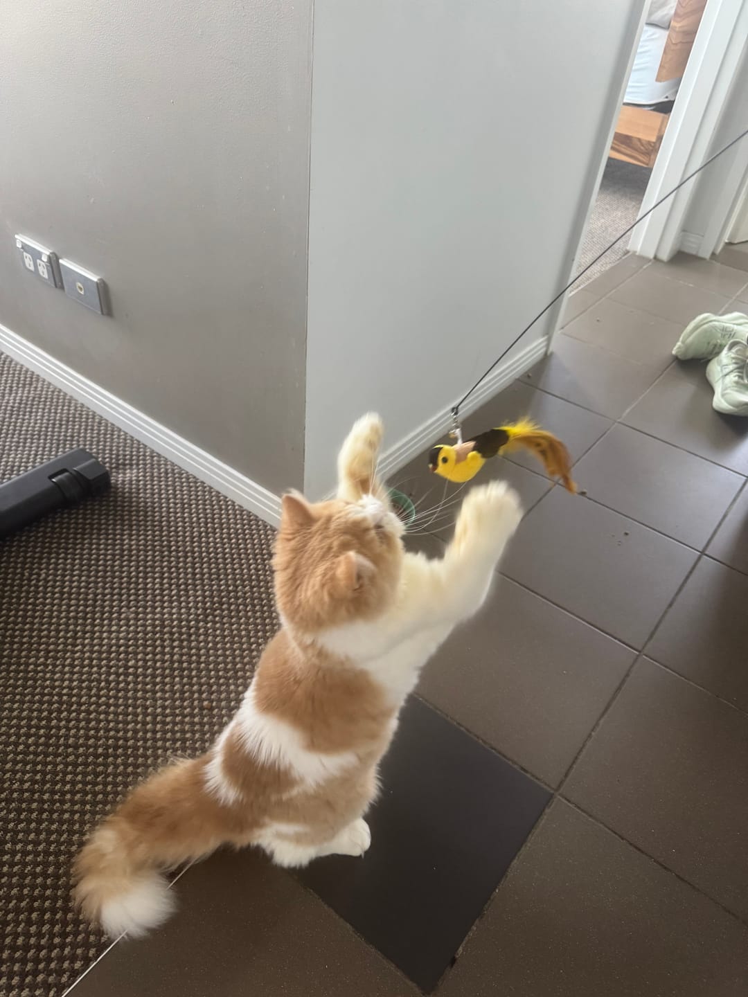 Customer photo review of Interactive Bird Simulation Cat Toy Set | Leo's Paw
