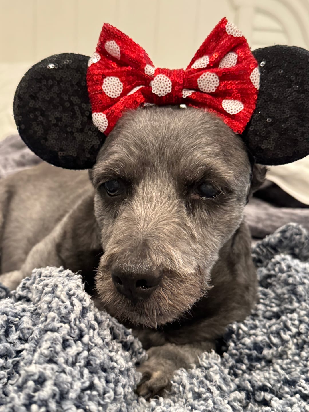 Customer photo review of Minnie Elastic Ears