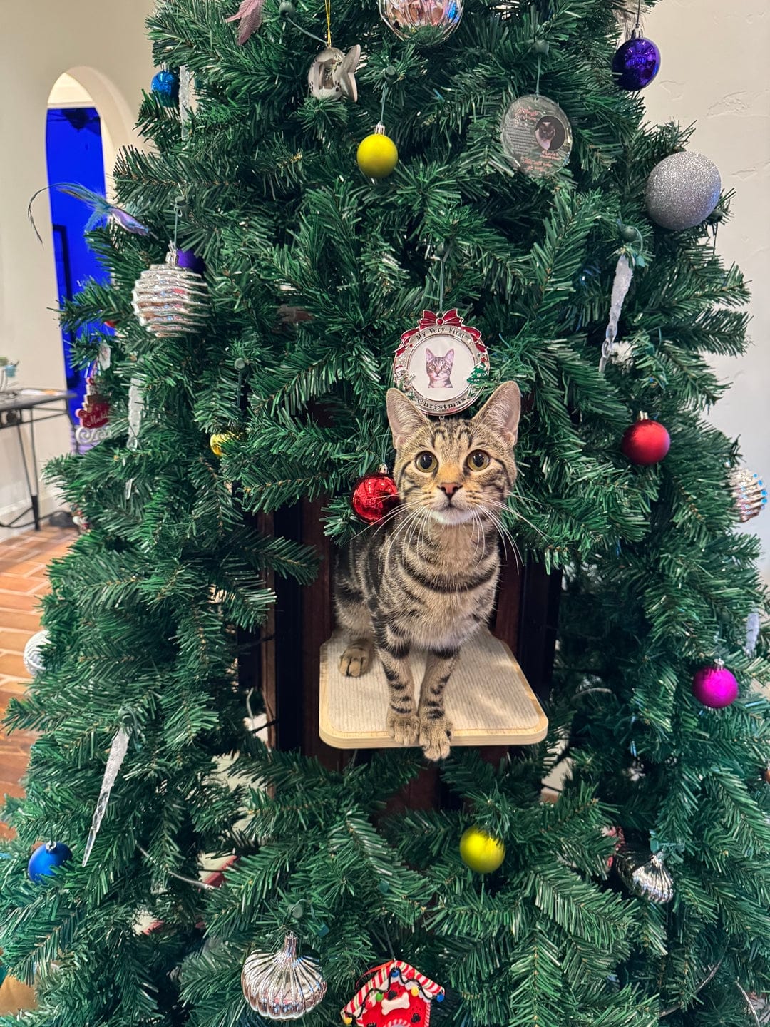Customer photo review of Cat Christmas Tree - Sep 2026
