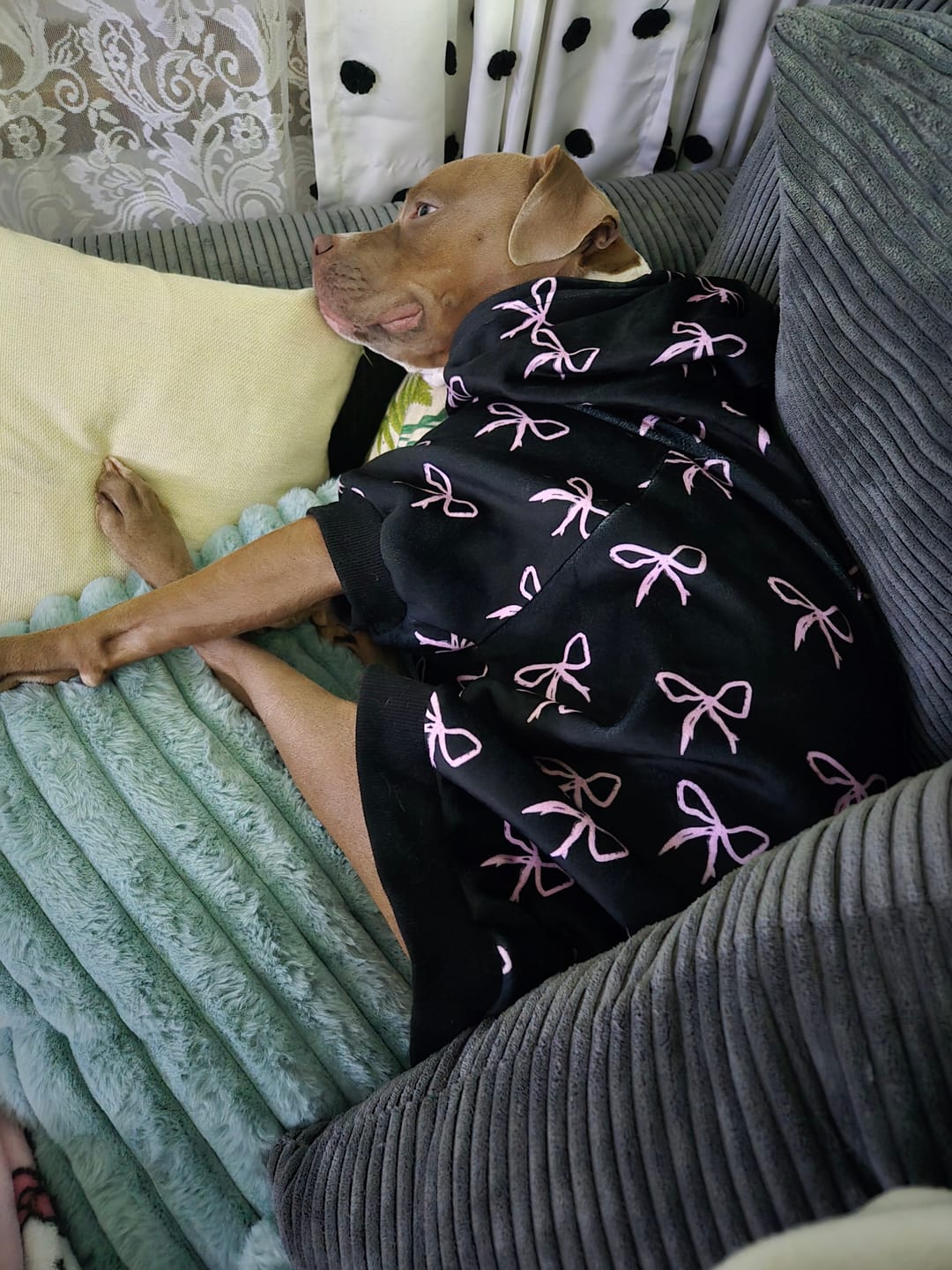 Customer photo review of Coquette Dog Hoodie