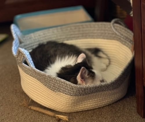 Customer photo review of Instinct Basket | Handwoven & Chemical-Free Cat Territory + FREE Christmas Toy Box