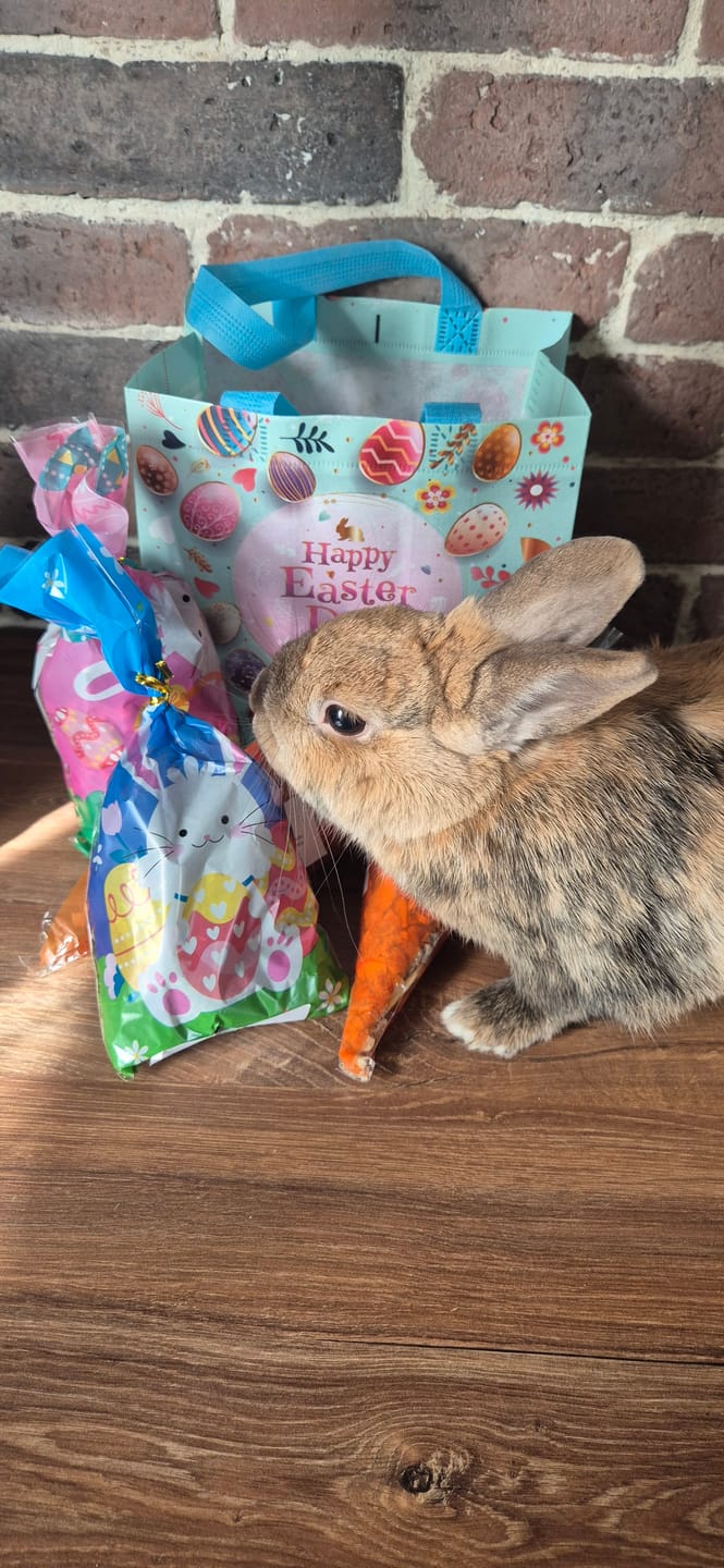 Customer photo review of La Chasse aux Friandises – Édition Limitée de Pâques