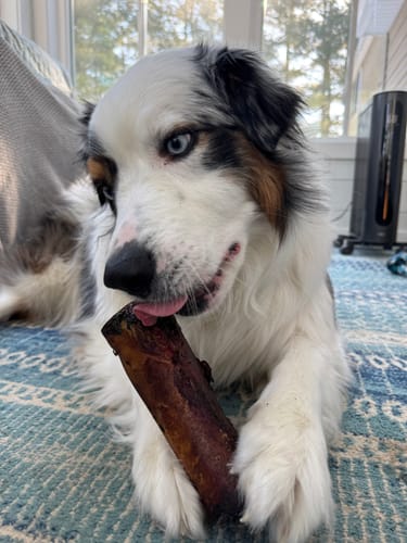 Customer's dog lies on a rug, happily licking a large Smoked Beef Marrow Bone held between its paws.