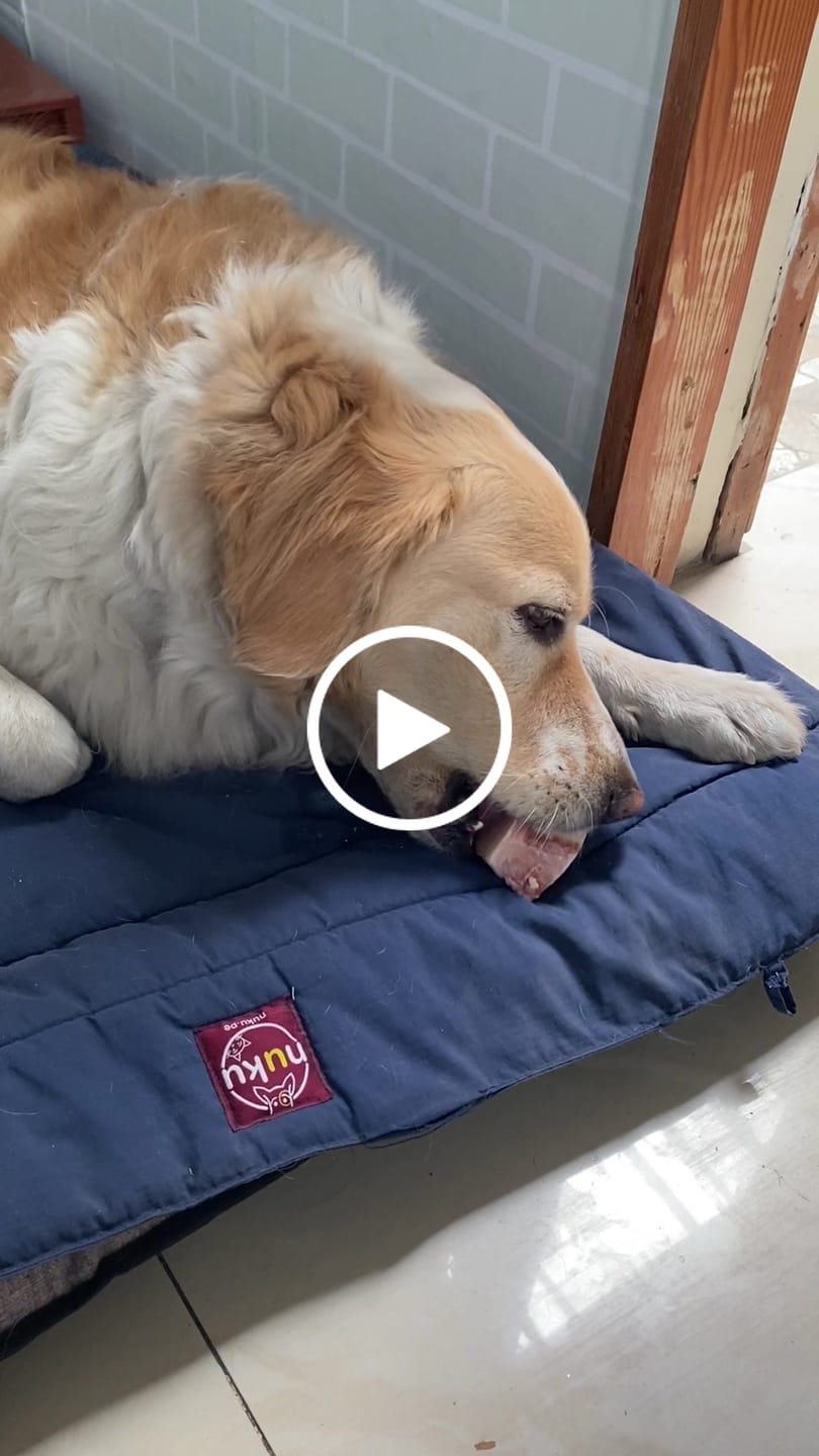 Customer video review of 3x2 Barker Bones Small