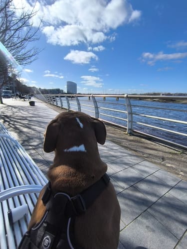 Customer photo review of Anti Pull Hurricane Harness Lighter | With Handle - Black