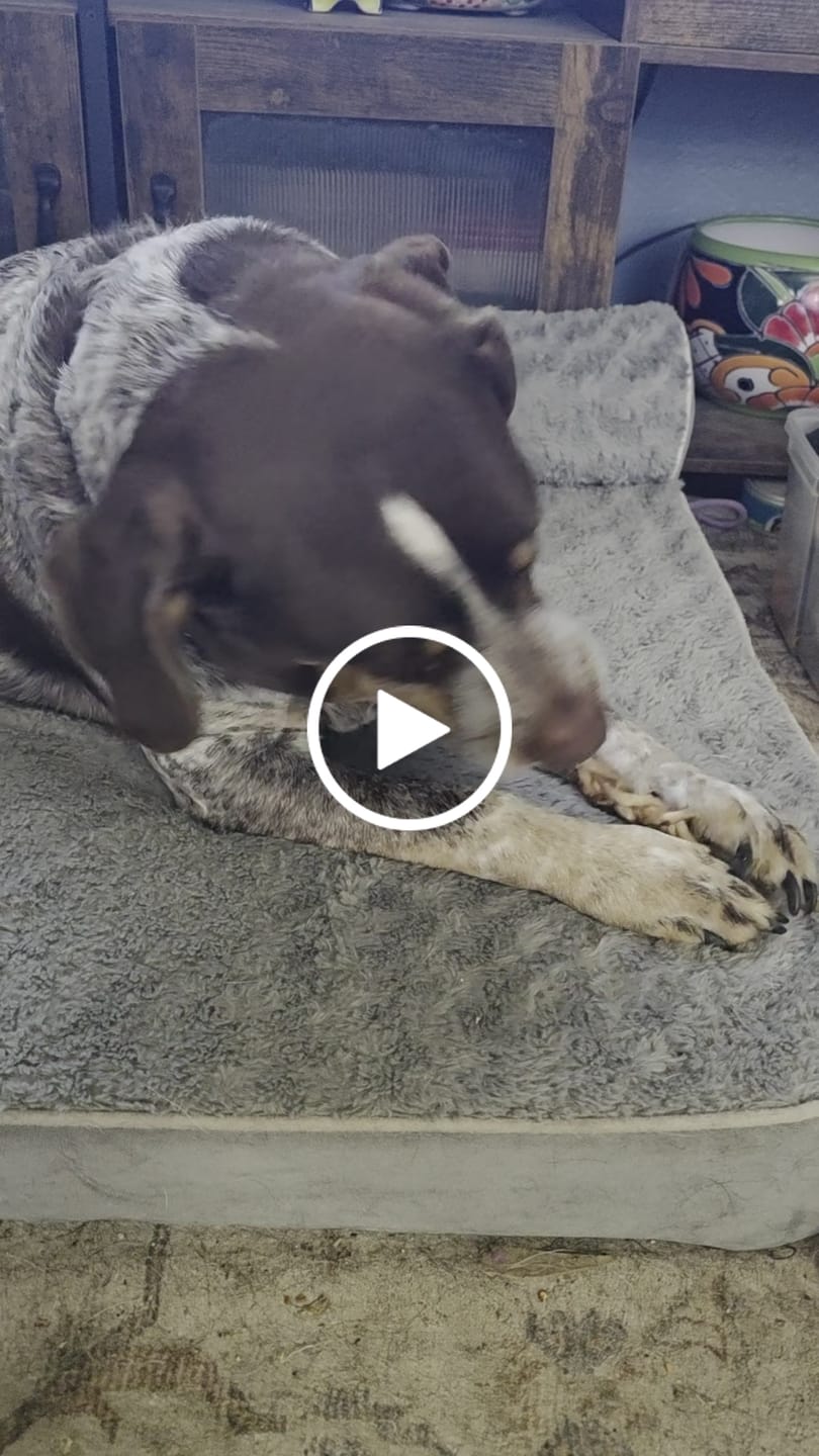 Customer video review of Ostrich Tendon Twister (16" x 2.5" x 1"): The Satisfying, All-Natural Chew for Dental Health & Joint Support
