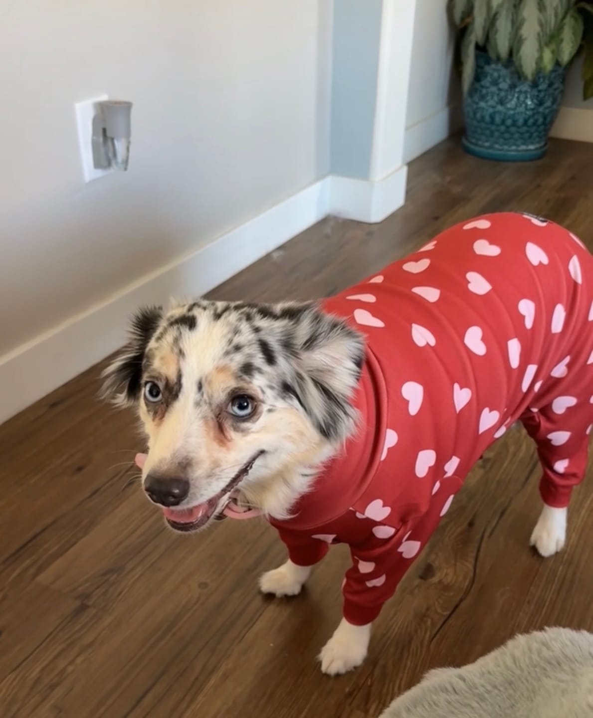Customer photo review of Dog Pajama - Red Hearts