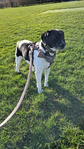 Customer's dog on a grassy field wearing the Heritage Plaid harness, bow tie, and matching lead from the bundle set.