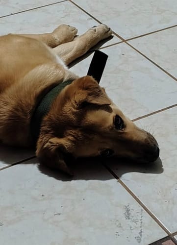 Customer photo review of CT2853 1 Pieza De Collar Para Mascota