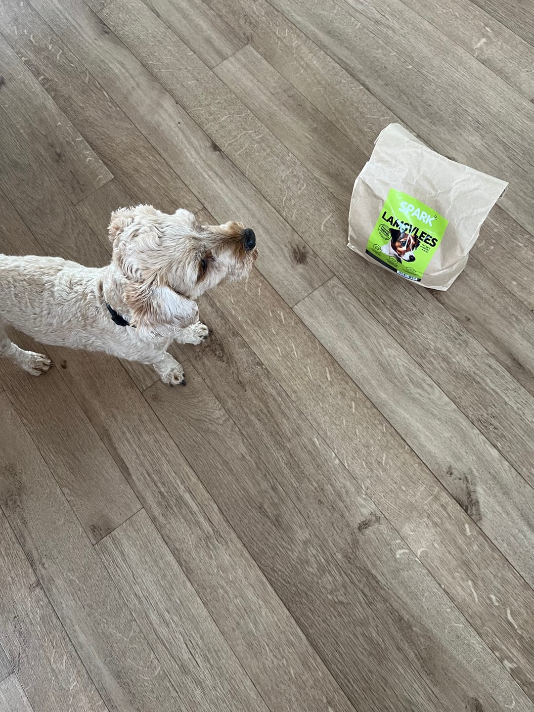 Customer photo review of Volwassen - Klein - Lamsvlees met Zoete Aardappel & Munt