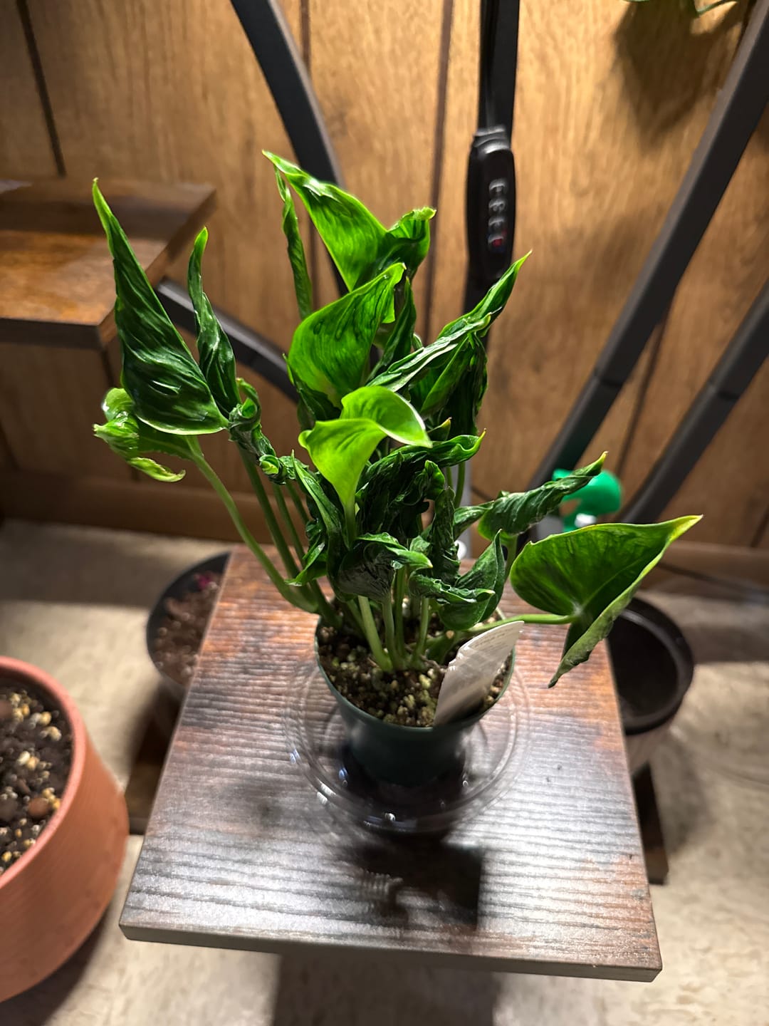 Customer photo review of Pothos Epipremnum aureum 'Shangri Ooh La La'