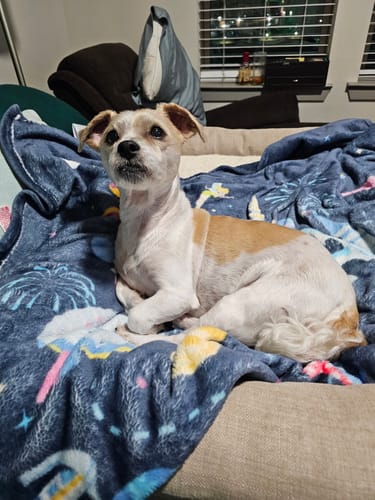 Customer photo review of Bestie Balance