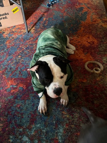 Reviewer's dog wearing the green tie-dye Velvet Dog Hoodie while lying on a colorful rug.